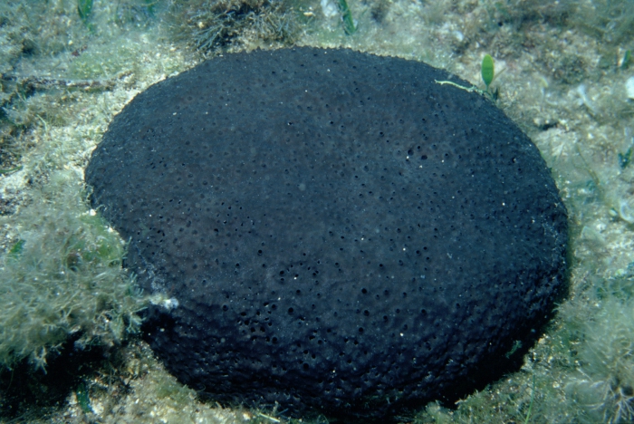 Sarcotragus foetidus Sarcotragus foetidus
