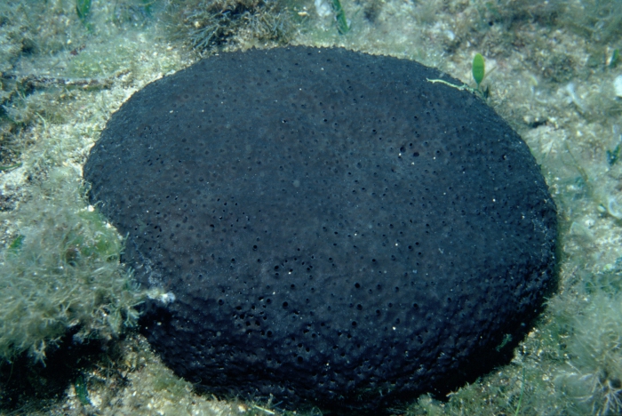 Sarcotragus foetidus