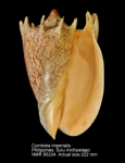 Cymbiola imperialis