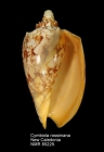 Cymbiola rossiniana