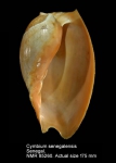 Cymbium senegalensis