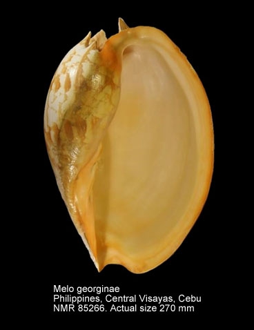 Melo georginae