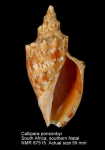 Callipara ponsonbyi