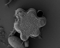 Chromista - Bacillariophyceae (diatoms)