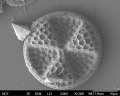 Chromista - Bacillariophyceae (diatoms)