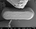 Chromista - Bacillariophyceae (diatoms)