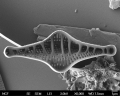 Chromista - Bacillariophyceae (diatoms)