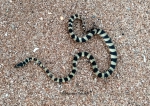 Hydrophis lapemoides