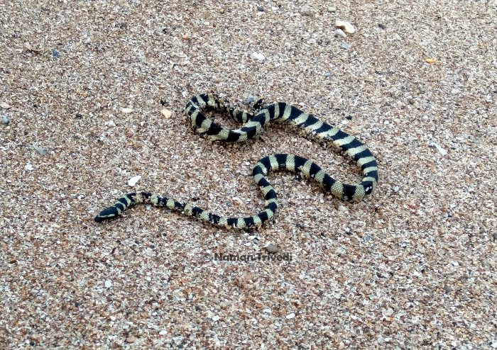 Hydrophis lapemoides Hydrophis lapemoides