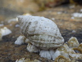 Mollusca (molluscs)