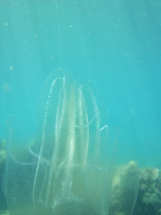 Leucothea multicornis Leucothea multicornis