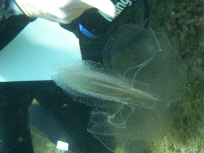 Leucothea multicornis Leucothea multicornis