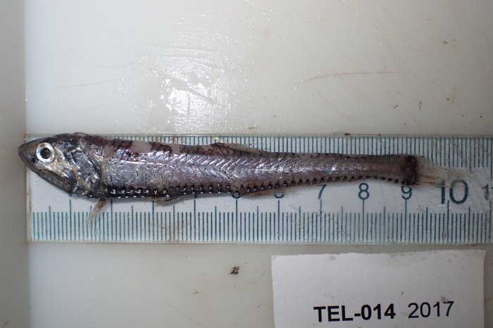 Polymetme thaeocoryla Polymetme thaeocoryla