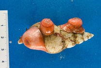 Hormathia digitata anemones attached to Colus pubescens