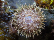 Sea urchin (Strongylocentrotus droebachiensis), ventral view  