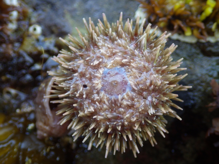 Sea urchin (Strongylocentrotus droebachiensis), ventral view  