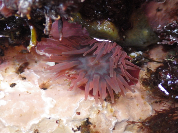 Sea anemone, Urticina felina (L. 1761) Sea anemone, Urticina felina (L. 1761)