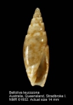 Bellolividae