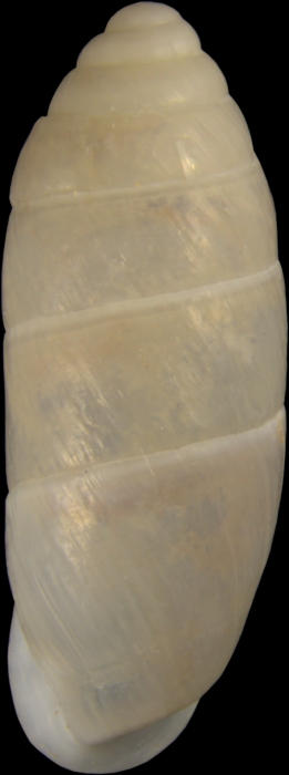 holotype; dorsal view holotype; dorsal view
