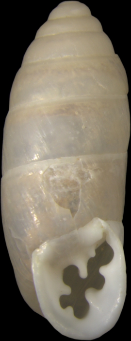 holotype; frontal view holotype; frontal view