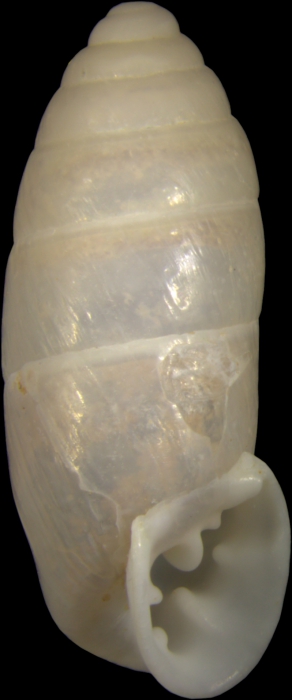 holotype; lateral view holotype; lateral view