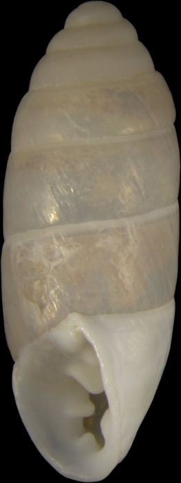 holotype; lateral view holotype; lateral view