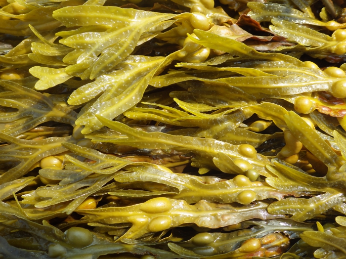 Fucus vesiculosus, L. Fucus vesiculosus, L.