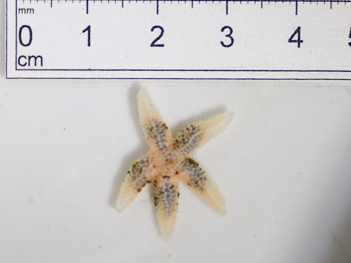 Leptasterias groenlandica - small Leptasterias groenlandica - small