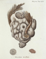 Alcyonium incrustans Esper, 1806