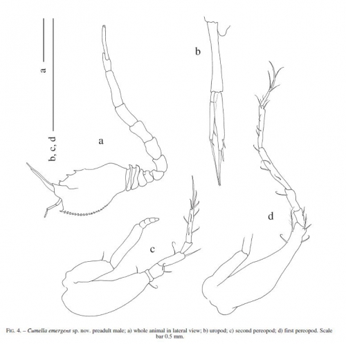 Cumella emergens