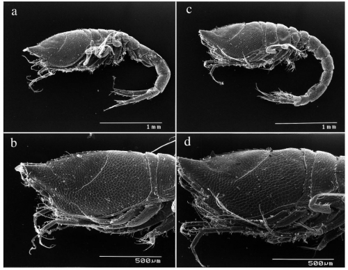 Leucon (Crymoleucon) costatus sp. nov.