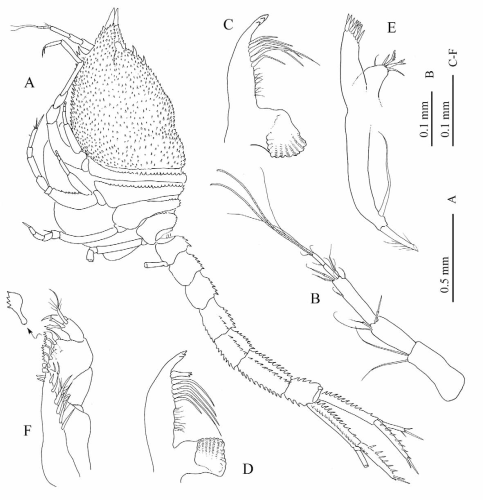 Thalycrocuma sarradini