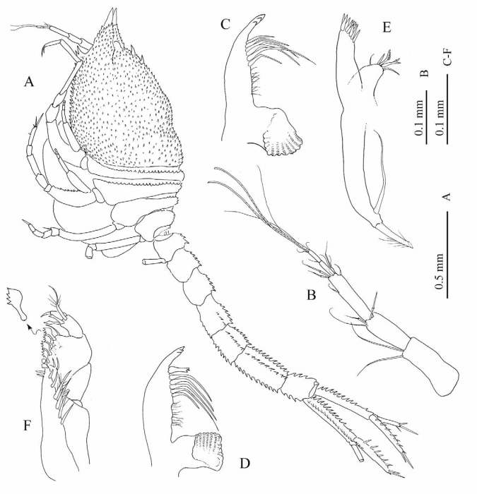 Thalycrocuma sarradini