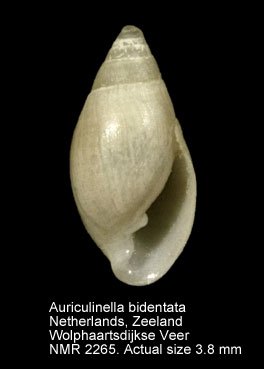 Leucophytia bidentata