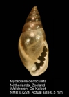 Myosotella denticulata