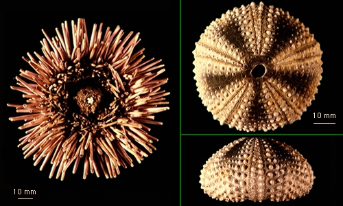 Arbacia dufresnii Arbacia dufresnii