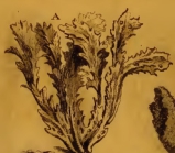 Spongia frondosa Pallas, 1766