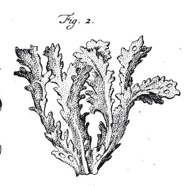 Spongia frondosa Pallas, 1766
