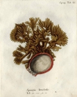 Spongia frondosa sensu Esper, 1797