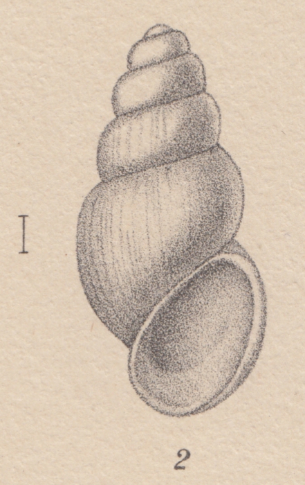 Rissoa adarensis E. A. Smith, 1902