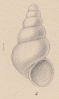 Rissoia glacialis E. A. Smith, 1907