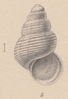Rissoia gelida E. A. Smith, 1907