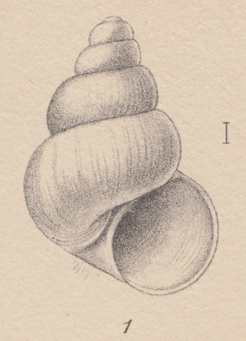 Rissoia deserta E. A. Smith, 1907