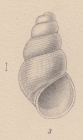 Rissoia fraudulenta E. A. Smith, 1907