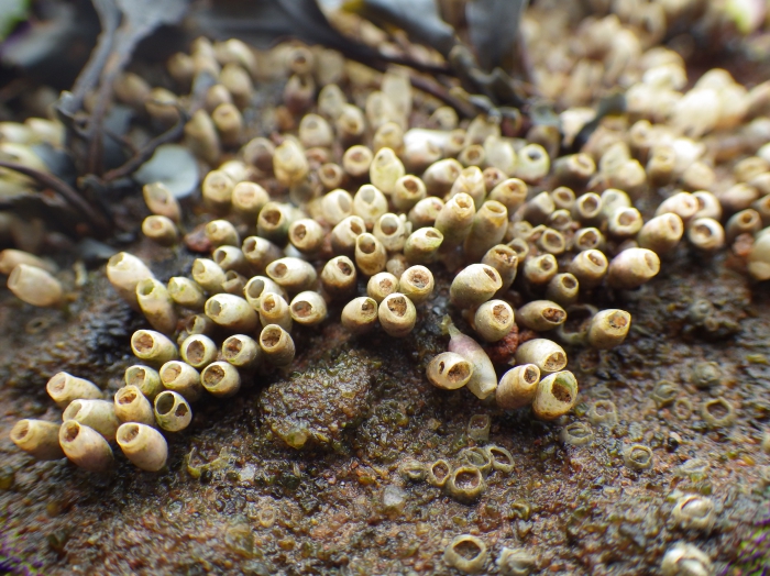 Empty dogwhelk (Nucella lapillus, L. 1753) eggs