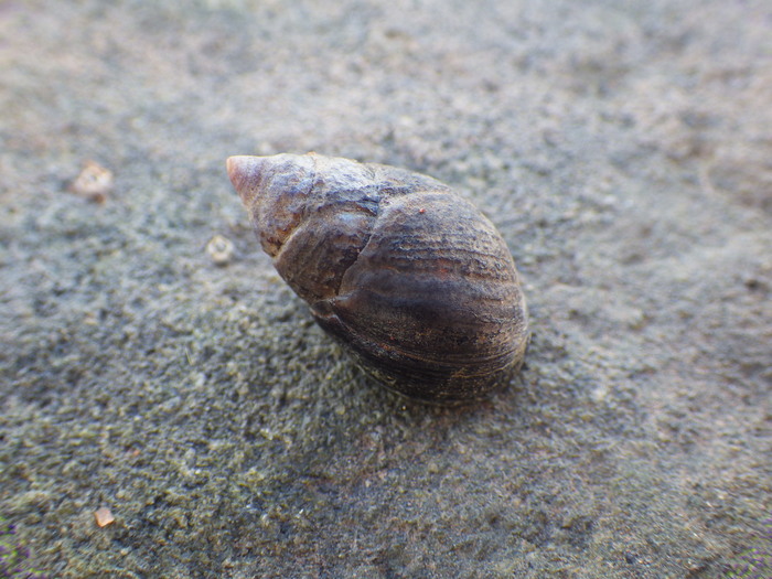 Mudsnail, Tritia obsoleta (Say, 1822)