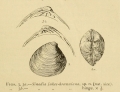 Mollusca (molluscs)