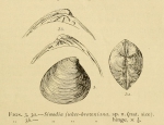 Sinodia jukes-browniana - holotype