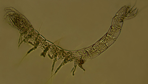 Habrobathynella borraensis n. sp., Habitus.