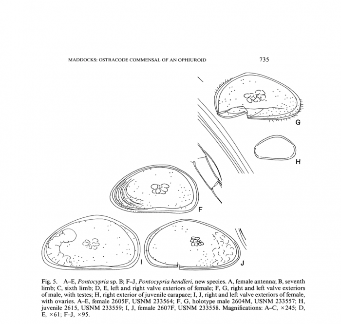 Pontocypria hendleri Maddocks, 1987 from original description